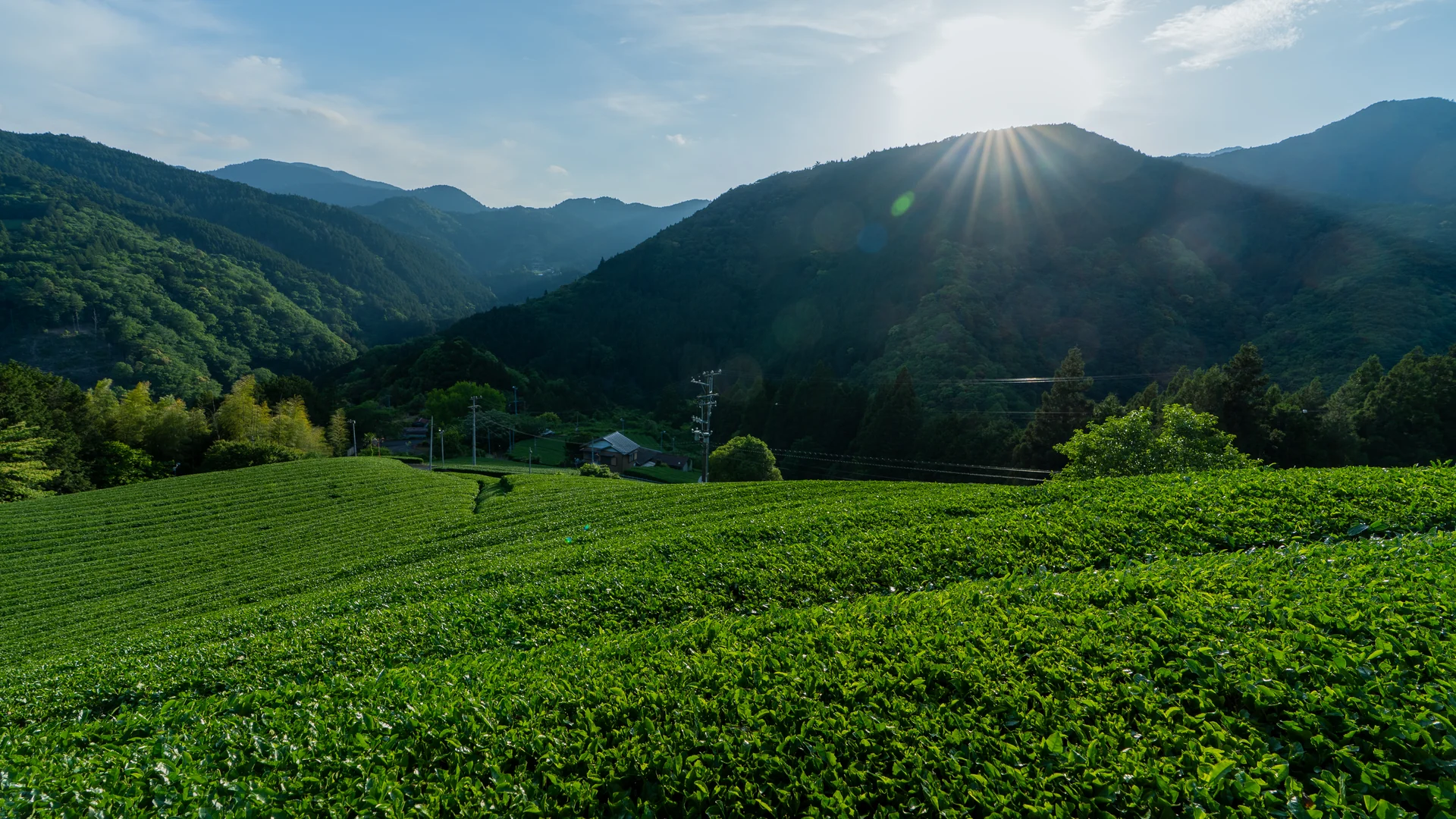 Tea fields in Kawane, the sun breaking over the mountain ridge